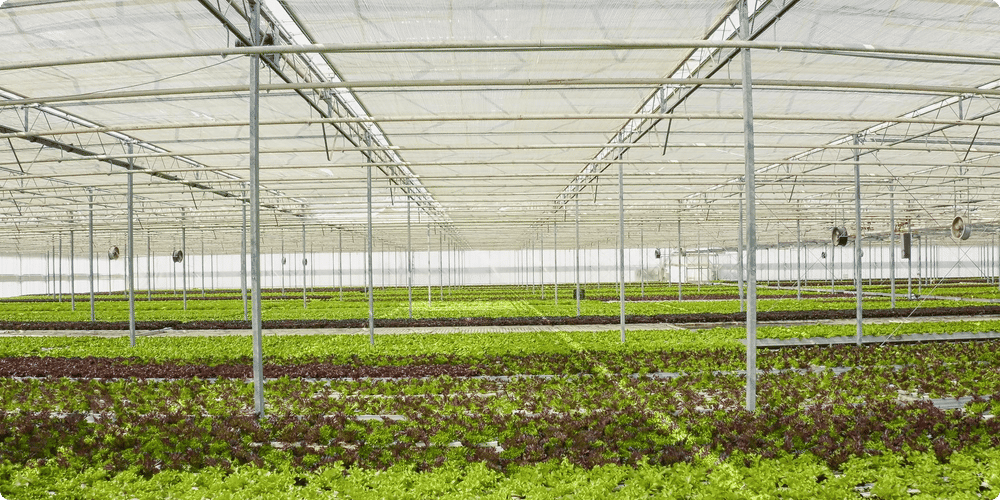 Les techniques de ventilation passive pour optimiser votre serre