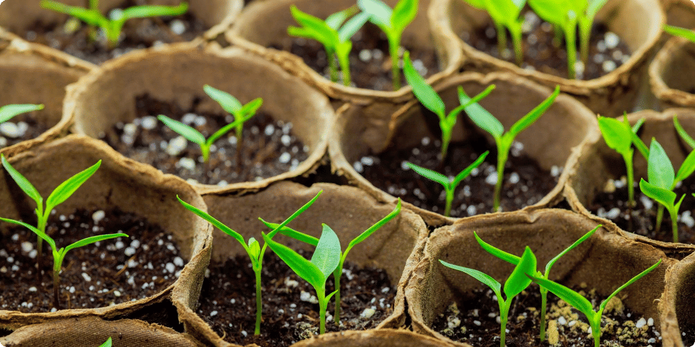 Raison 5 : Stimuler la croissance des plantes