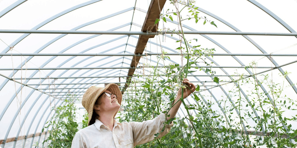 Mauvais choix de plantes